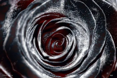Black Rose Wallpaper Black Roses HD Wallpapers Images