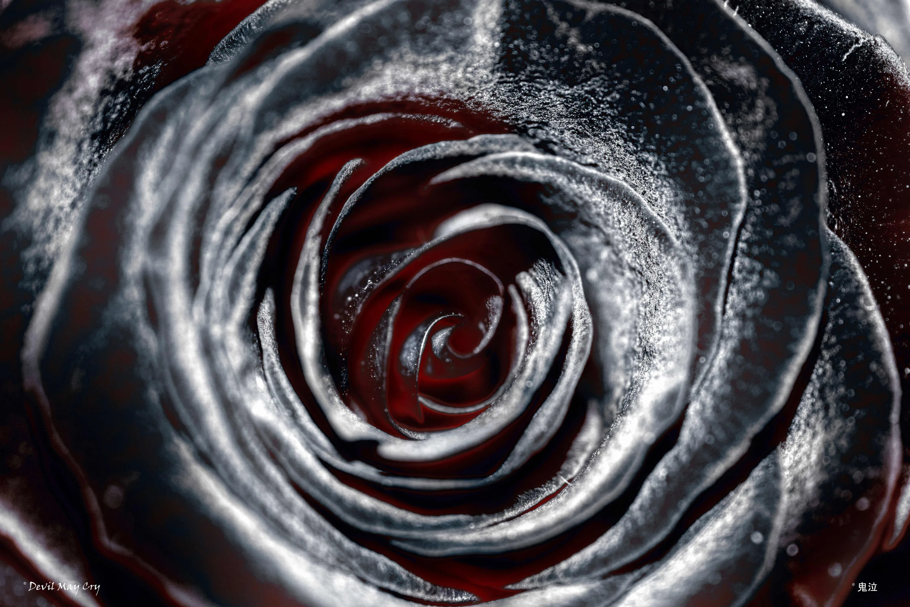 Black Rose Wallpaper Black Roses HD Wallpapers Images