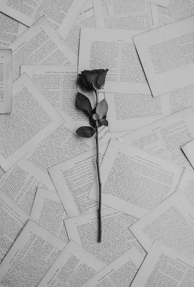 Poetry In Shadows Blooms The Black Rose s Story