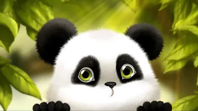 Cute Baby Panda Wallpapers 4k, HD Backgrounds