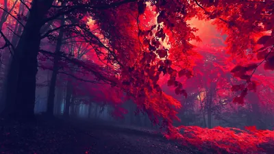 Red Autumn Forest in Fog HD Wallpaper