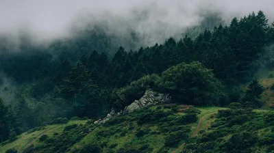 Foggy Pine Forest on a Hillside HD Wallpaper