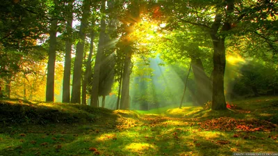 Oak Clearing in Golden Autumn Light HD Wallpaper