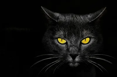 Cute black wallpaper HD Wallpaper