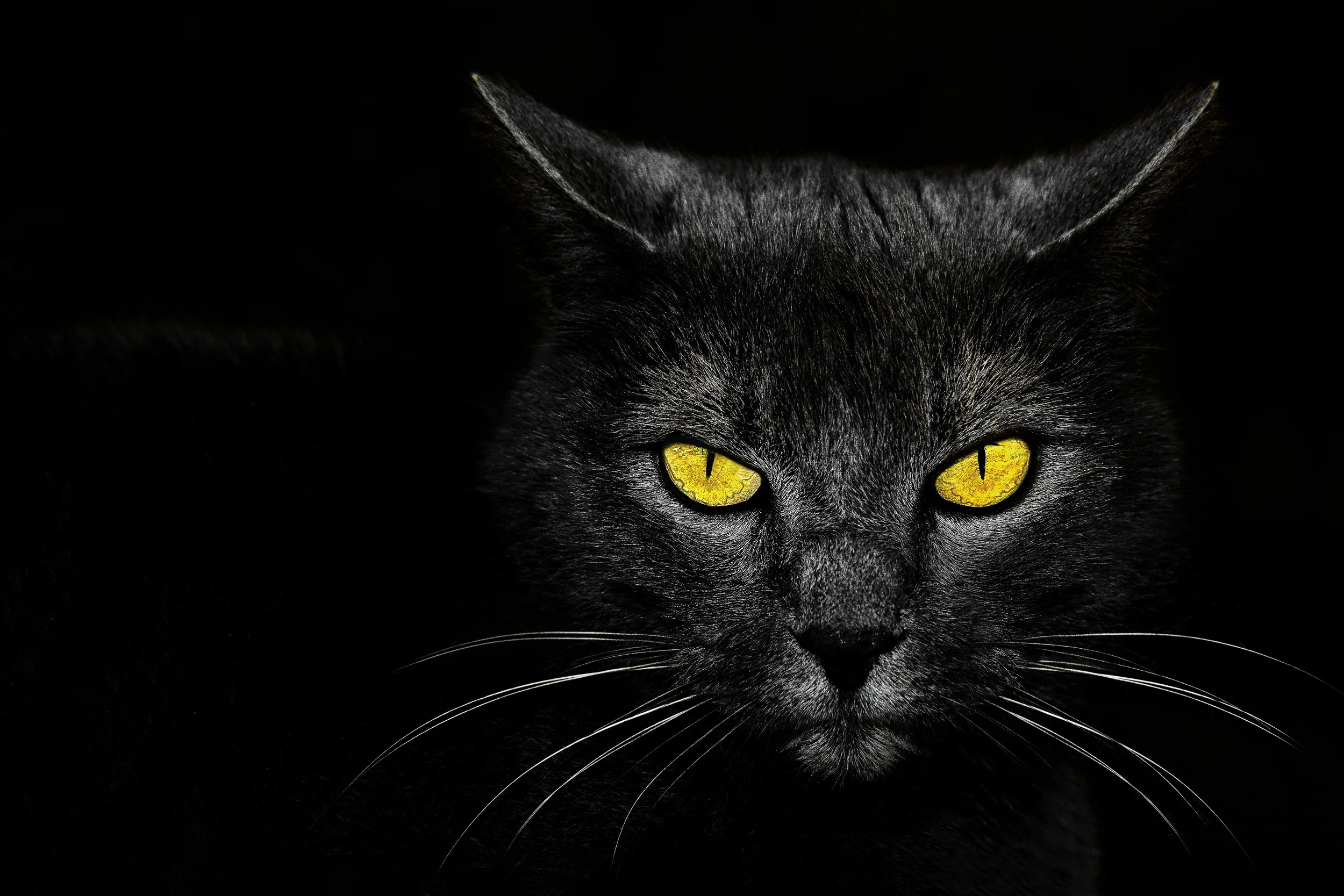 Cute Black Backgrounds