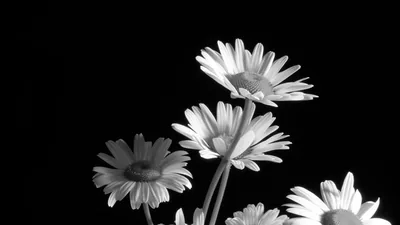 Daisies from Below in Black and White HD Wallpaper