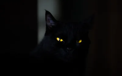 Yellow Eyes in a Darkened Doorway HD Wallpaper