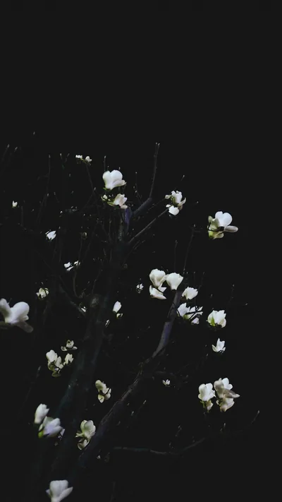 Black Flower Aesthetic Black And White Photographs Of Dead Flowers
