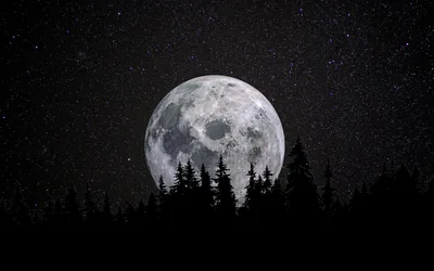 Rising Moon Behind Spruce Silhouettes HD Wallpaper