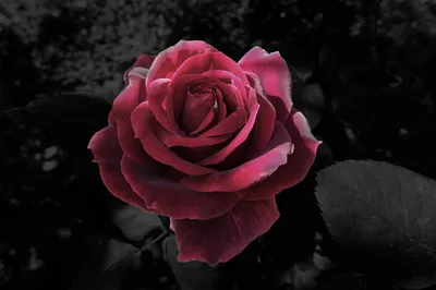 Red Rose Against Dark Leaves HD Wallpaper