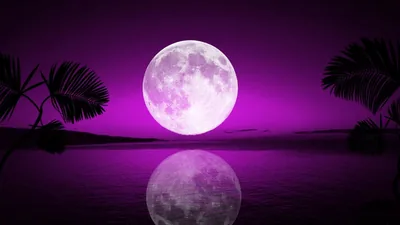 Palm Leaves Framing a Purple Moon HD Wallpaper