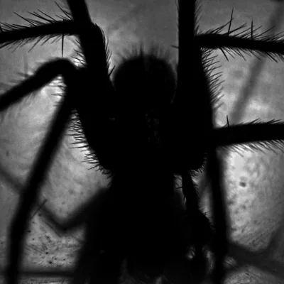 Spider shadow black wallpaper sc iPad