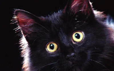 Startled Cat with Wide Yellow Eyes HD Wallpaper