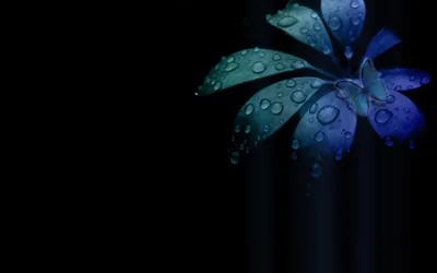 Black Nature Wallpapers Black Nature Backgrounds