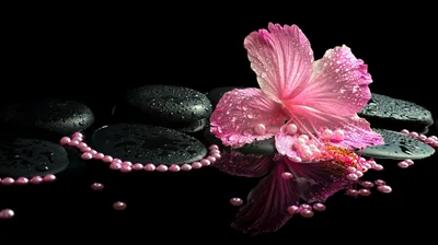 Wallpaper beads, black background, hibiscus, Spa stones for mobile and desktop, section