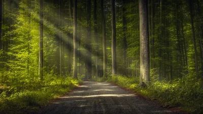 Slanting Beams Over a Gravel Forest Road HD Wallpaper