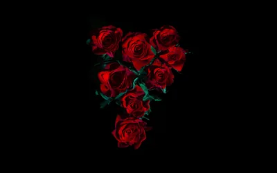 Red Roses on Pure Black HD Wallpaper