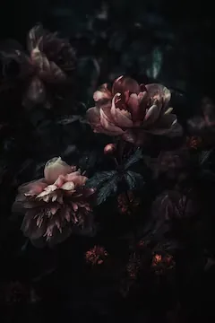 HD Black Flowers Aesthetic Wallpapers