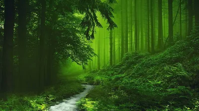 Nature 4k Green Wallpapers