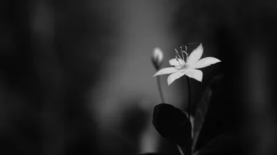 Single White Flower HD Wallpaper