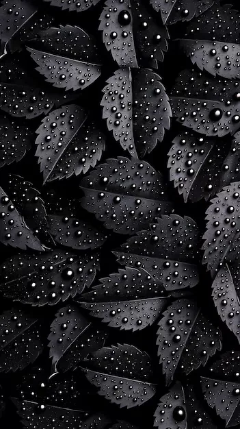 Water Drops on Black Leaves HD Phone Wallpaper