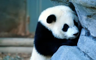 Cute Black Panda Wallpapers
