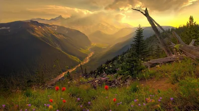 Wildflower Ridge Above a Deep Valley HD Wallpaper