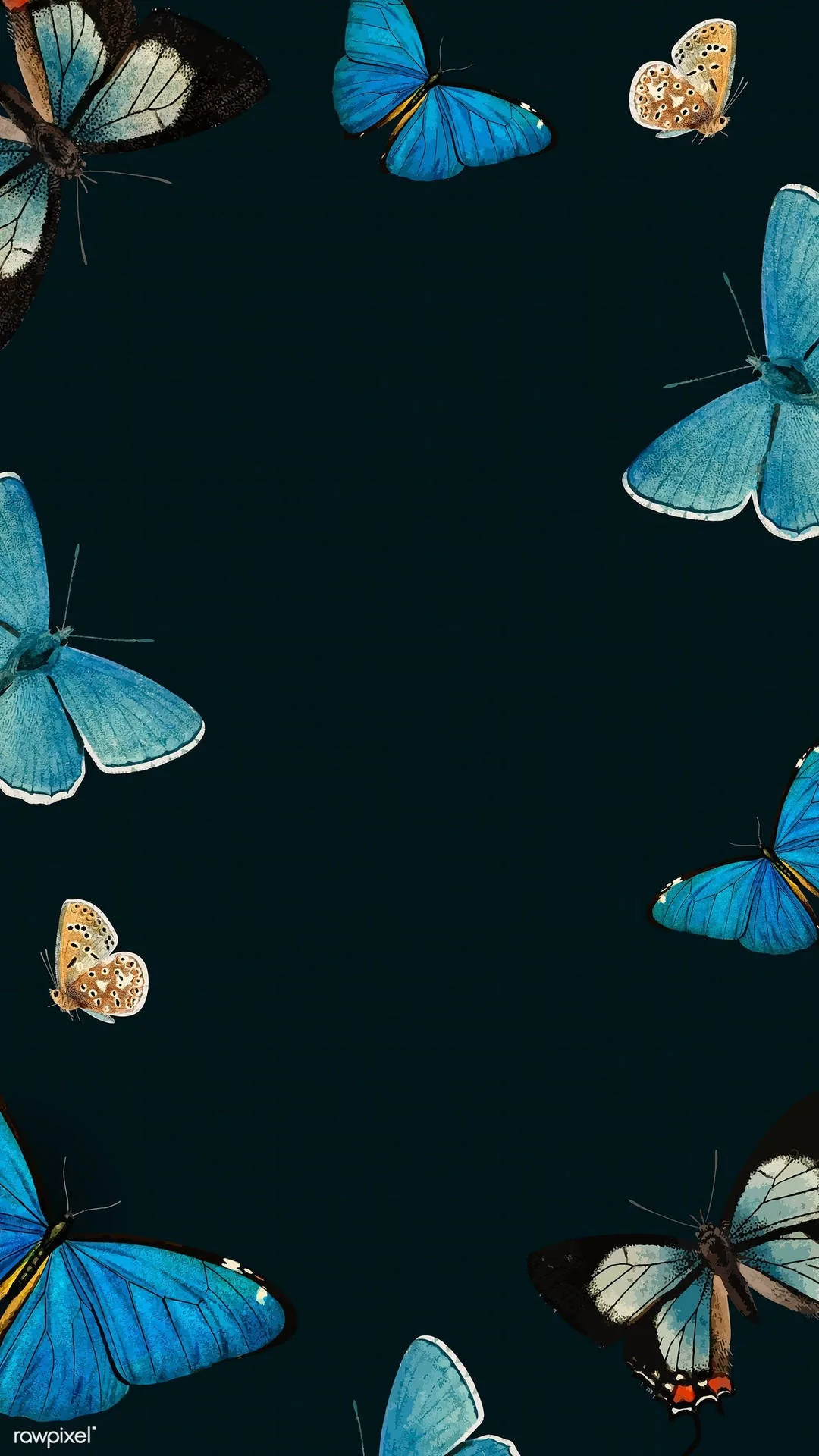 Cute Butterflies Wallpapers
