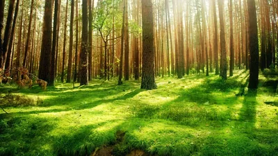 Pine Trunks Casting Long Shadows HD Wallpaper