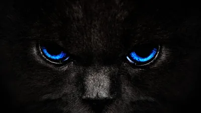 Black Cat with Glowing Blue Eyes HD Wallpaper
