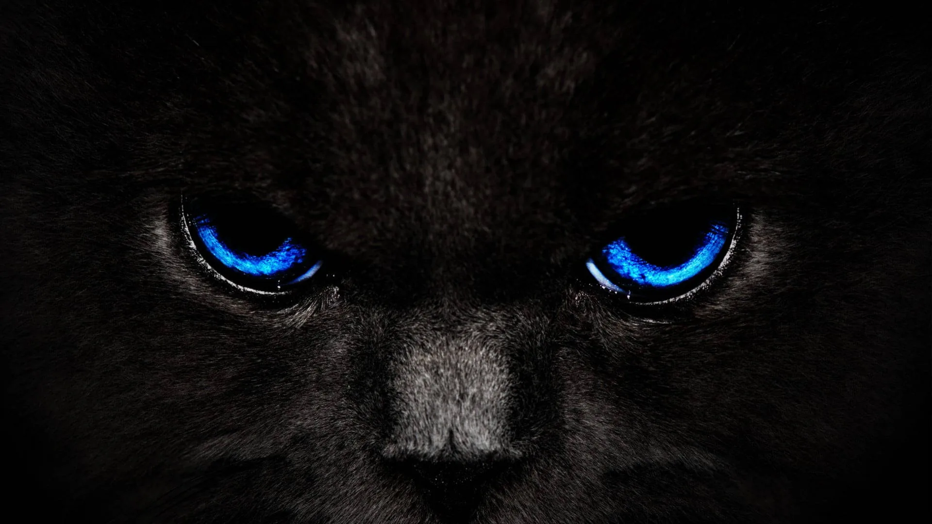 A black cat fills the frame in near darkness, only the fur around its brow and two intense blue eyes catching any light.