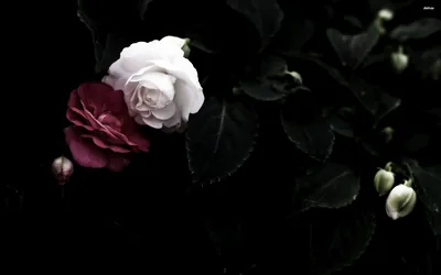 Dark Floral Wallpapers Dark Floral Backgrounds