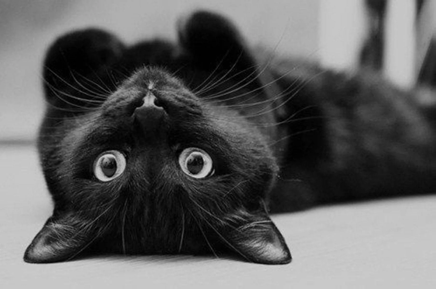 Cute Black Backgrounds