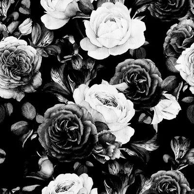 Black Roses Wallpapers