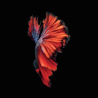 Amoled Red 4k Wallpapers
