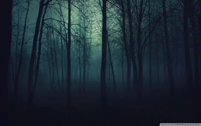 Winter Forest in Teal Fog HD Wallpaper