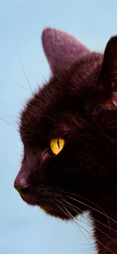 Black Cat Profile Against a Blue Sky HD Phone Wallpaper