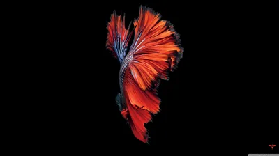 Red Betta Fish on Black HD Wallpaper