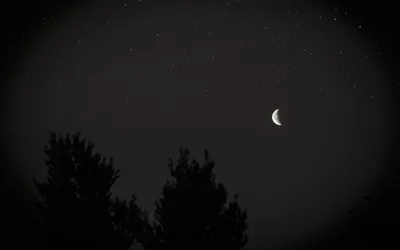 Crescent Moon over Dark Treetops HD Wallpaper