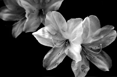Azalea in Black and White Flower Photograph Balogh