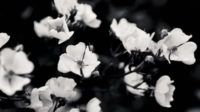 White Blossoms in Black and White Close-Up HD Wallpaper
