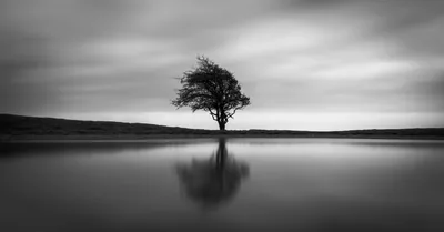 Minimalist Lone Tree and Reflection HD Wallpaper