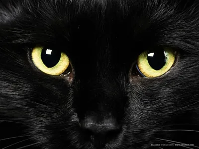 Wide Yellow Eyes on Black Fur HD Wallpaper