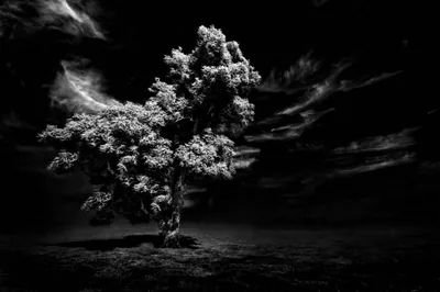 Lone Tree in Black and White HD Wallpaper