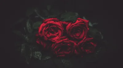 Black Roses Desktop Wallpapers