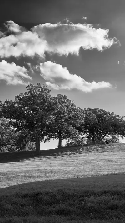 Black And White Trees Plain Grass Field Landscape Clouds Sky Background 4K HD Nature