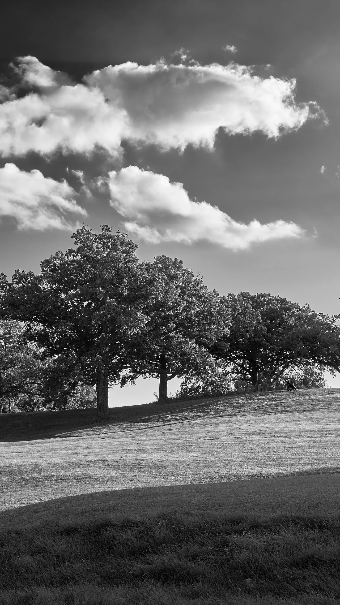 Black And White Trees Plain Grass Field Landscape Clouds Sky Background