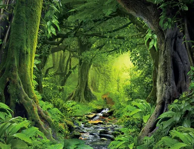 Tropical Fantasy Forest with a Stream HD Wallpaper