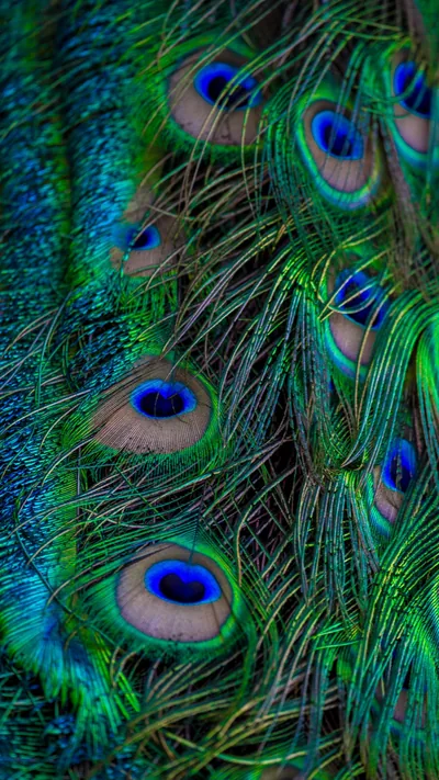 Peacock Feather Wallpaper For Iphone