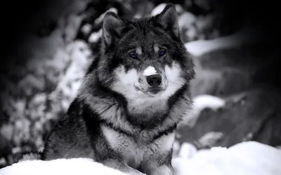 HD Black Cool Wolf Background
